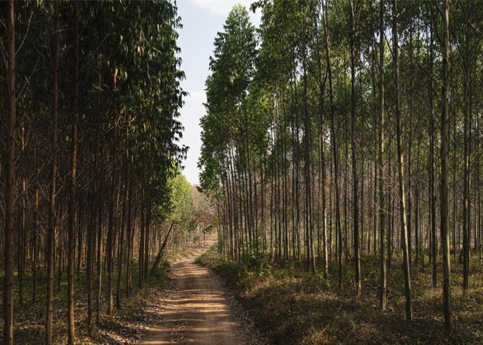 plantar-eucalipto-d_C3_A1-dinheiro